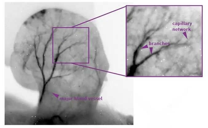 C-Red 2相机在红外Ⅱ区小动物活体成像应用
