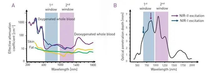 C-Red 2相机在红外Ⅱ区小动物活体成像应用