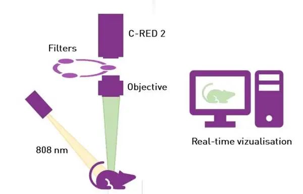 C-Red 2相机在红外Ⅱ区小动物活体成像应用
