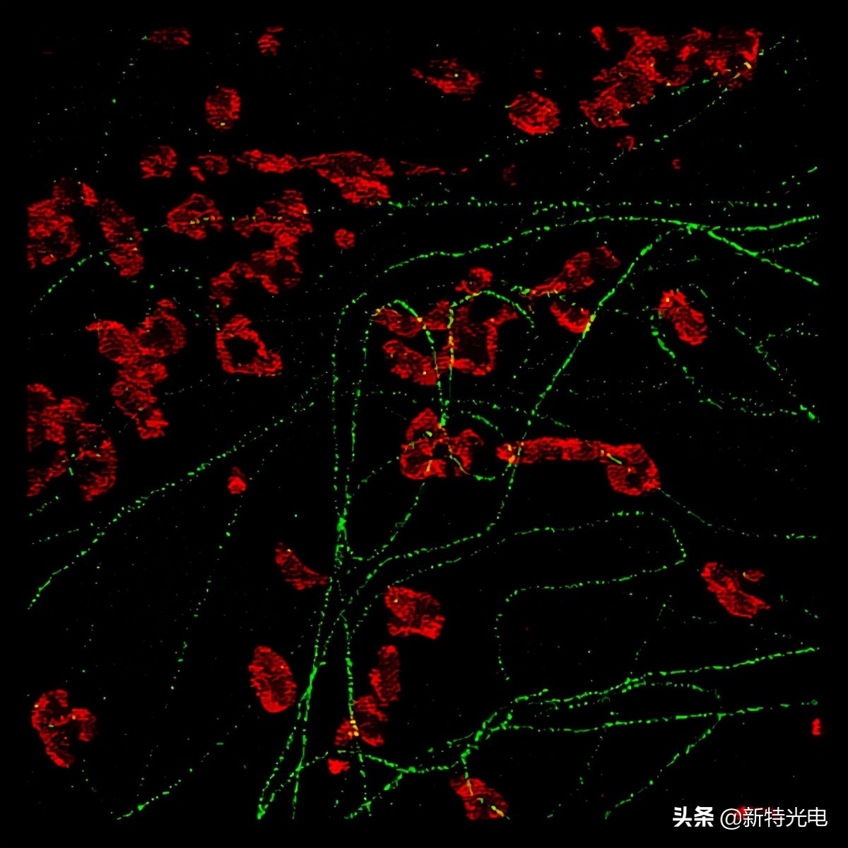 可见光激光器和脉冲光纤激光器应用概述 可见光激光器和脉冲光纤激光器应用概述