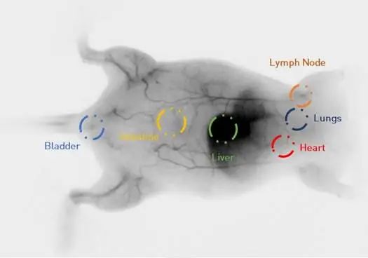 C-Red 2相机在红外Ⅱ区小动物活体成像应用