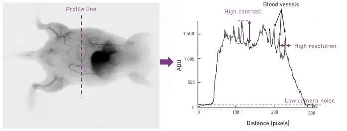 C-Red 2相机在红外Ⅱ区小动物活体成像应用